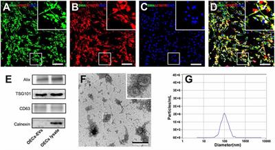 Extracellular Vesicles Derived From Olfactory Ensheathing Cells Promote Peripheral Nerve Regeneration in Rats